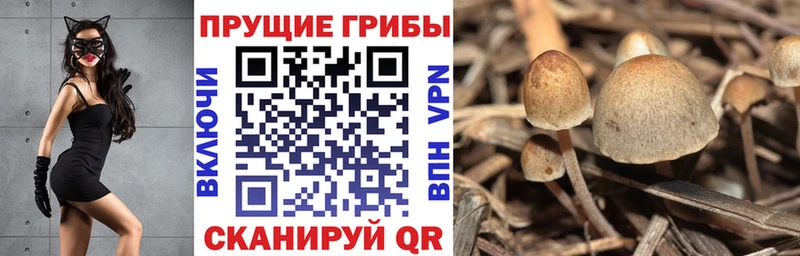 Псилоцибиновые грибы Psilocybe цена наркотик Рошаль